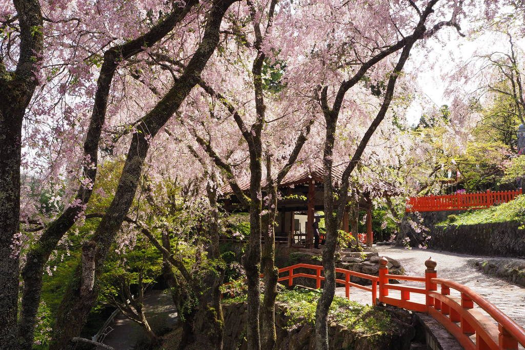金櫻神社　境内の桜