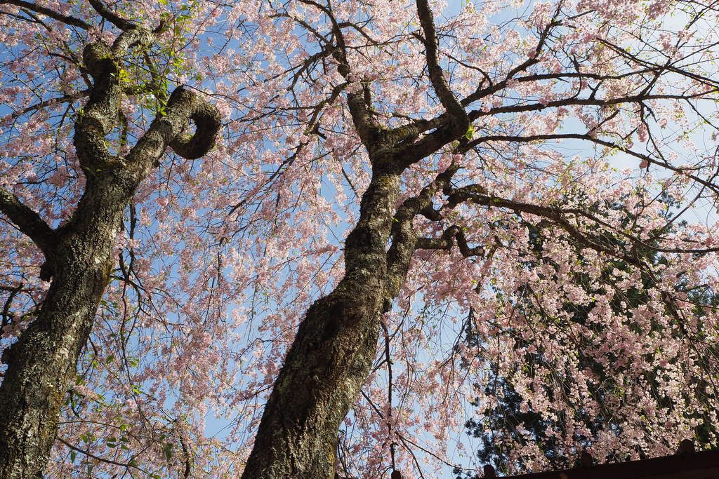金櫻神社　境内の桜