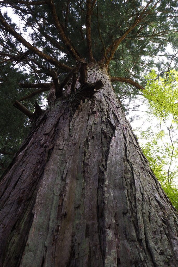 金櫻神社　大きな杉の樹