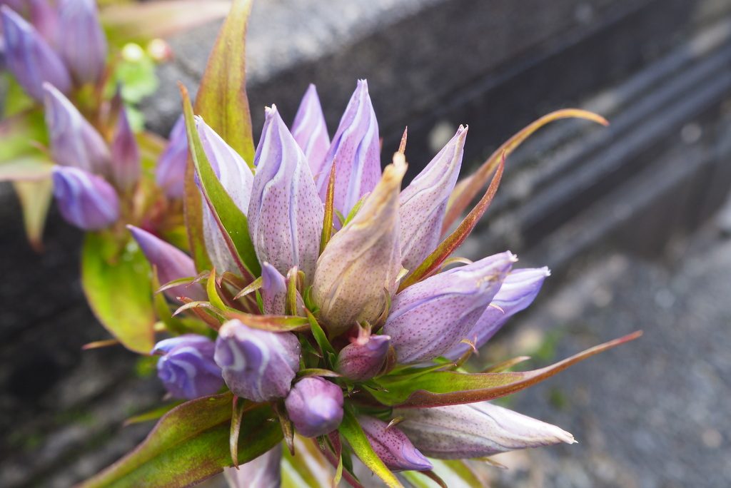 ヒスイ峡の花？