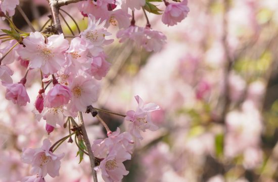 Tokyo2020桜